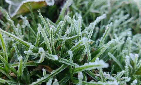 Frozen dew drops on grass at Government Botanical Garden 