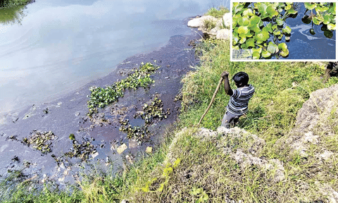 Cauvery oil spill hits bird life amid final phase of clean-up