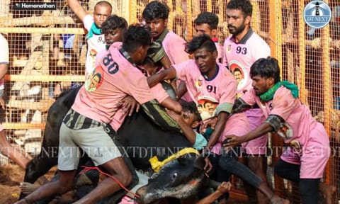 Visual from Avaniyapuram Jallikattu (Photo: Hemanathan M)