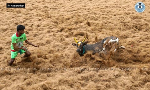 Visual from the Palamedu Jallikattu (Hemanathan M)