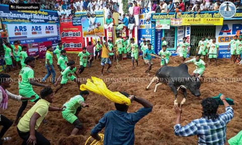Madurai’s Alanganallur was buzzing with excitement as bulls charged through the arena during the 2025 Jallikattu event (Photos: Hemanathan M) 