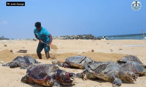 Carcasses of Olive Ridley turtles are being discovered and buried along Chennai's Kovalam seashore (PC: Justin George)