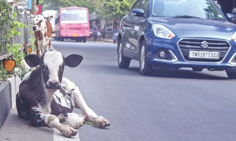 Many blame a lack of holistic approach by the Greater Chennai Corporation (GCC) for the stray problem getting aggravated 