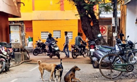 Stray dogs 
