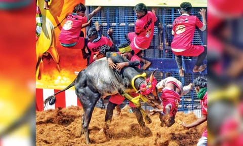 A tamer tries to catch hold of a frenzied bull during jallikattu at Kalaignar Centenary Aeruthazhuvuthal Arena at Kilakarai (Photo: Imthiyas Ali) 