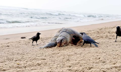 Olive Ridley turtles 