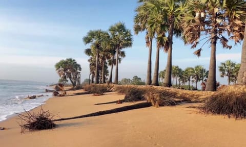 Sea erosion at Kulasekarapattinam causes concern as over 100 palm trees fall into sea