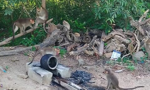 Monkeys wreaking havoc in the village 