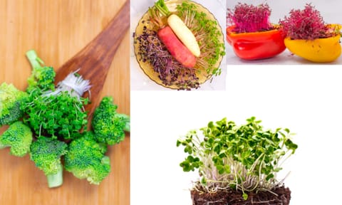 Microgreens 