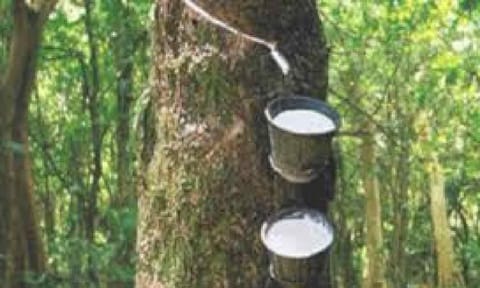 Representative Image (Daily Thanthi)