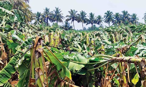 A plantain farm devastated by heavy winds in Erode 