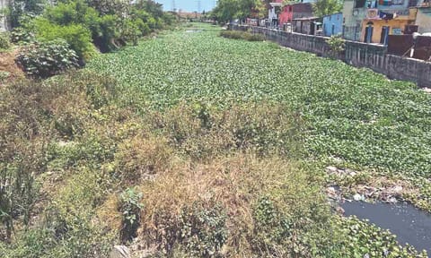 Uncleared water hyacinth in Link Canal