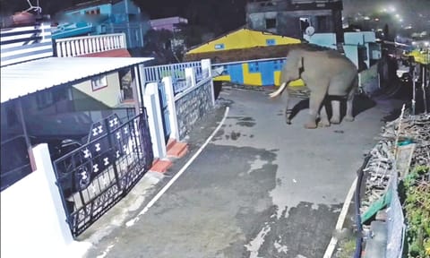 Wild elephant spotted in a village near Sholur in The Nilgiris 