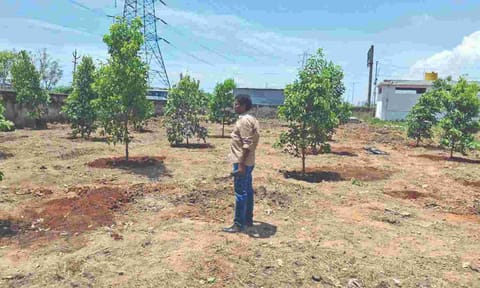Tree plantation drive at Manali burial ground