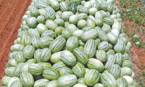 Watermelon stacked up on a farm at Andipatti village in Palani block of Dindigul district 