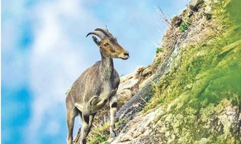 Nilgiri Tahr 