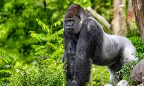 Gorilla 