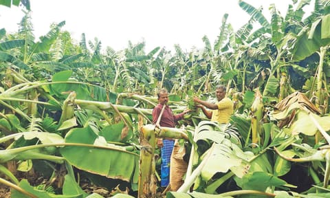 Farmers stand showing the damaged crop in Thanjavur 