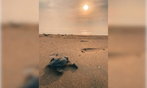 Olive Ridley turtle hatchlings. (Photo/Tamil Nadu Forest Department)
