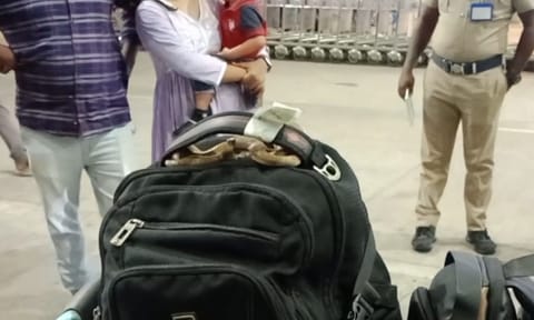 A non-venomous water snake coiled around luggage handle 