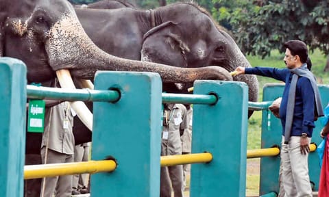 Chief Minister MK Stalin feeds an elephant at the Theppakadu elephant camp in Mudumalai 