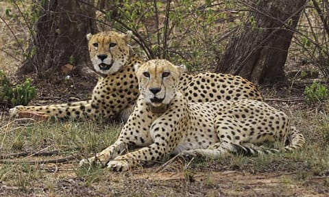 Cheetahs at Kuno National Park (PTI) 