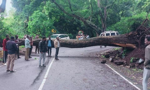 Trees that fell in different parts of Nilgiris during rains 
