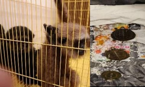 Rare African monkeys, tortoises seized at Chennai Airport
