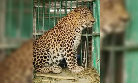 Leopard that mauled four-year-old girl in Valparai 