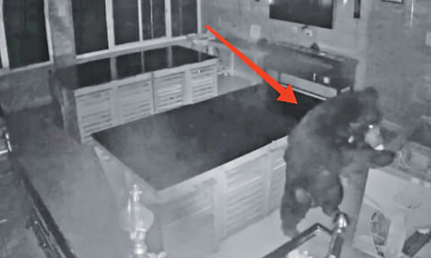 Sloth bear enters hostel to feast on ice cream 