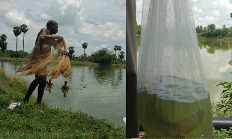 Freshwater fish