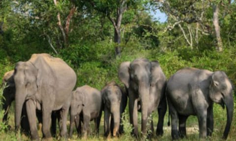 World Elephant Day 2025 to be celebrated in Coimbatore on August 12 (Photo@MoEF&CC)