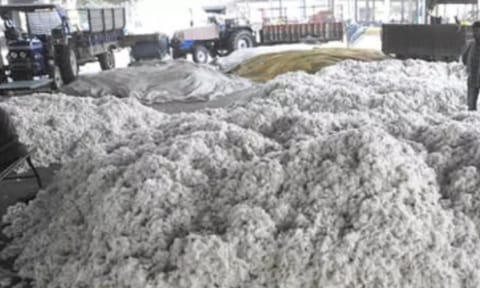 TN cotton farmers demand production subsidy (IANS)