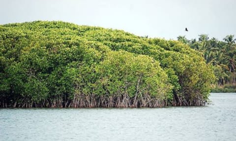 Thuraimangalam lake