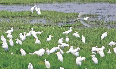 Birds in pallikaranai marshland 
