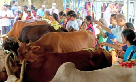 Cow (IANS)