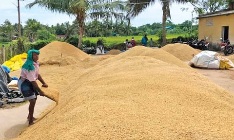 Off-loaded paddy at one of the DPCs 