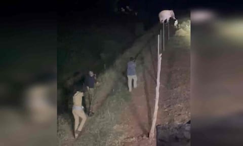 Forest department personnel in action to capture the wild elephant 'Rolex' 
