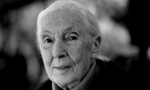 English primatologist and anthropologist Jane Goodall poses for a photograph at the Annual Meeting of World Economic Forum in Davos, Switzerland, Jan. 19, 2024. (AP) 
