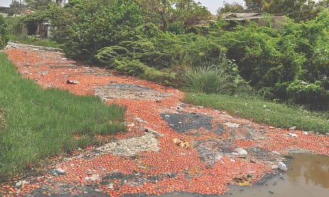 Tomatoes thrown into drains due to low price in Tirupur