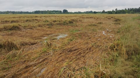 Visual from the Delta region 