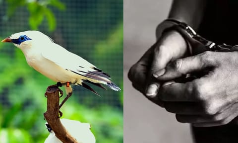 Bali Myna birds 