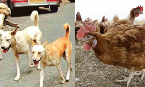 Stray dogs kill 50 country chickens 