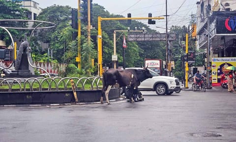 Stray cattle jaywalking on busy 6th Avenue junction in Anna Nagar