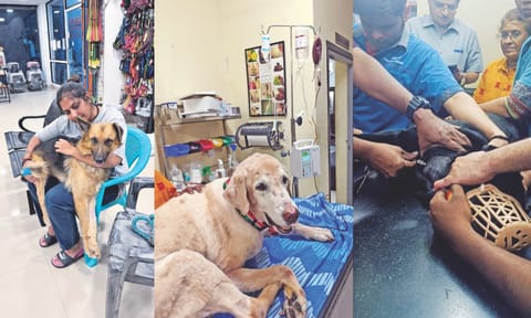 Kirthana & pictures of canine blood receiver and donor at the Hope For Critters NGO