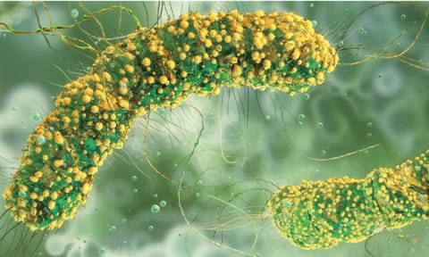 How scientists are hacking bacteria to treat cancer, self-destruct, then vanish without a trace