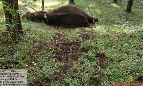 Elephant Rolex, which was captured in Coimbatore, died in a fall in ATR.