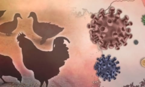 Bird Flu (IANS)