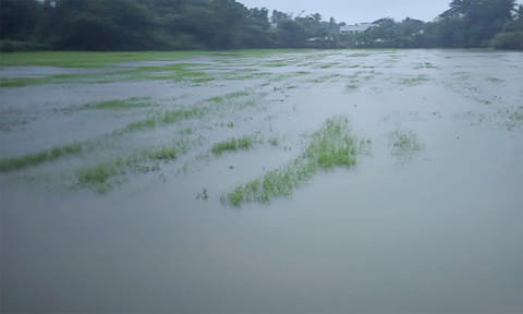 A scene of rainwater pooling in a samba cultivation field due to heavy rains at Manalmedu district 