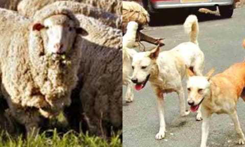 Dog attack kills 17 baby goats